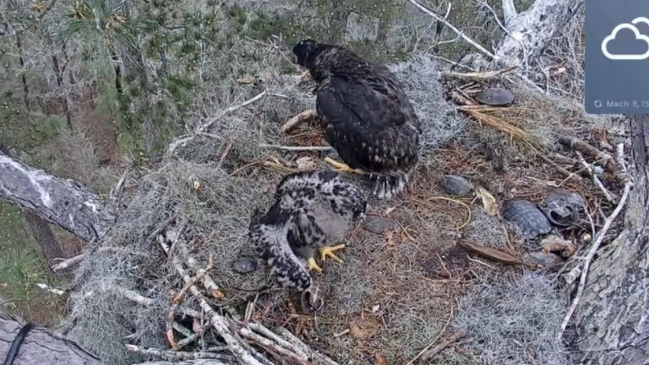Hungry small eaglet looking food in scraps | Kisatchie National Forest E-1 | Mar 8, 26