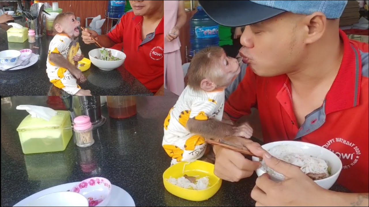 Breakfast Chaos! Baby Monkey Cubin & Dad Steal the Show 🍌🎉