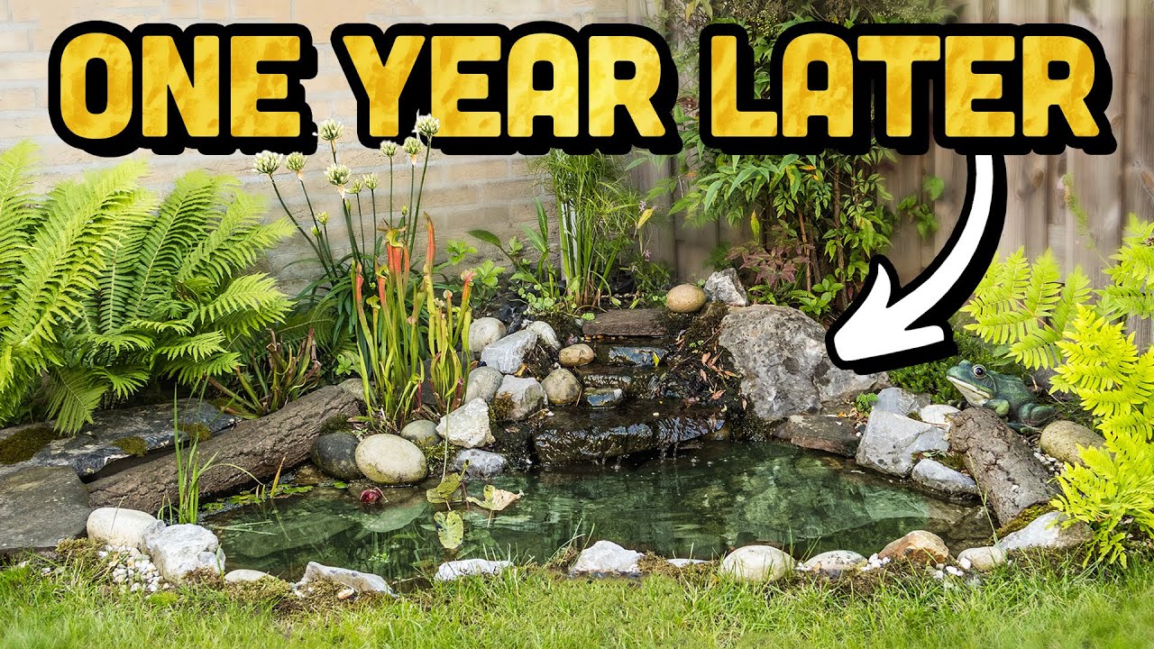 Did My DIY Pond Survive? - 1 Year Later