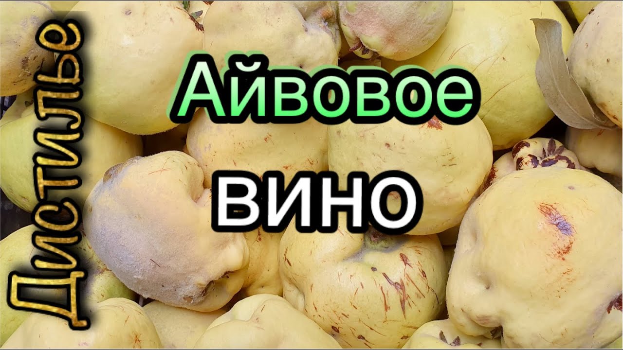 🍷Вино из айвы🍏пошаговый рецепт