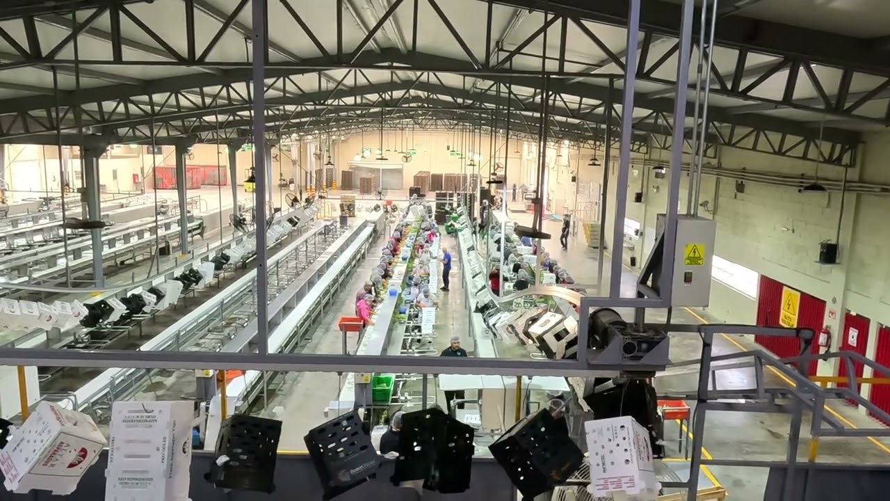 Empaque de esp&aacute;rragos en Caborca, Sonora