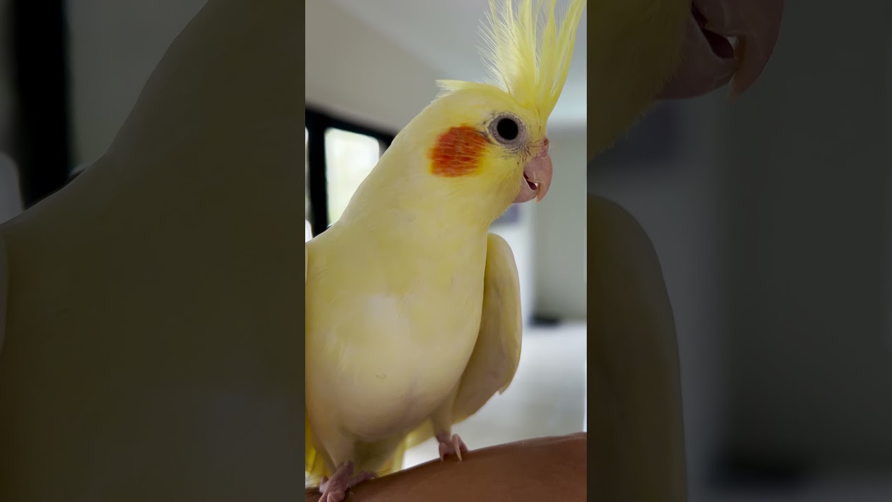 Ever heard a bird out of breath?