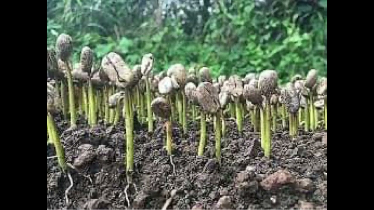 نبات البن ( اشجار القهوه )  وطريقة زراعتها و رعايتها في المنزل