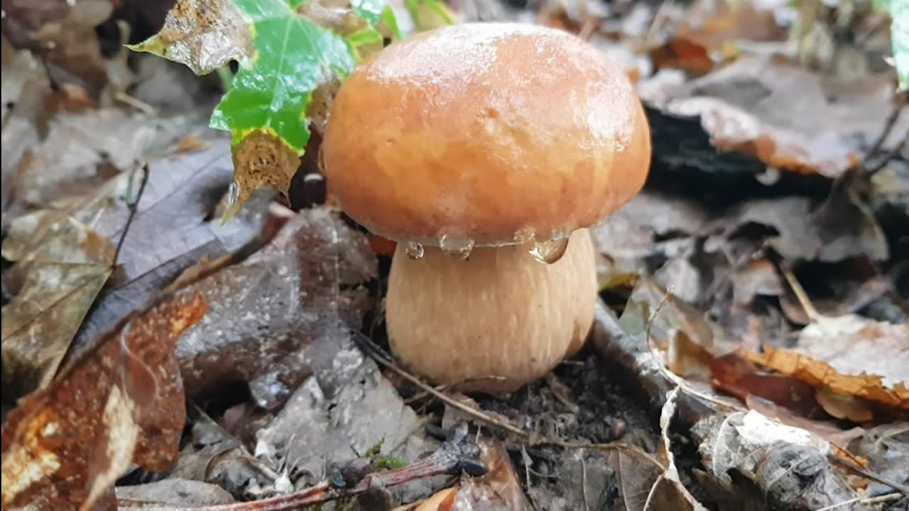 Hribi (Boletus edulis), o amintire frumoasă din 2022❤️