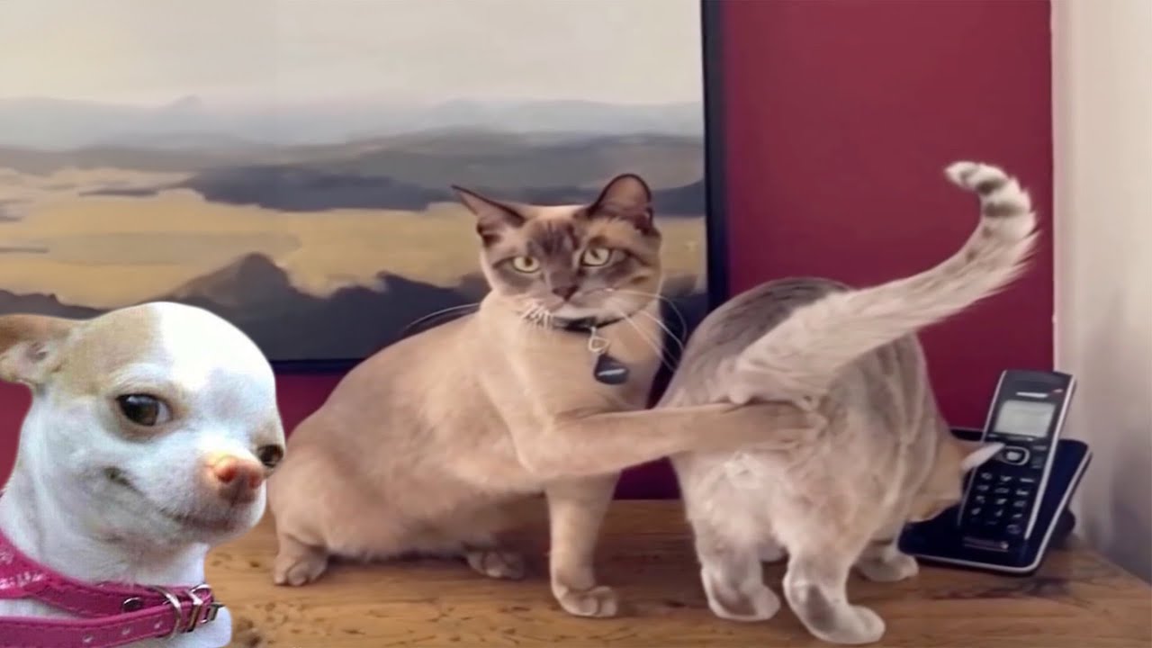 Fails so bad you don&rsquo;t know whether to laugh or cry Part 2 - Funniest Videos Animals Part 2