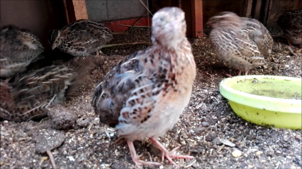 Mis codornices y su rinconcito en la casa - My quail and its corner in the house