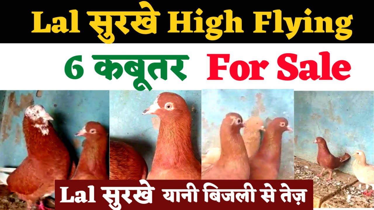 Lal Surkhe Kabootar | Lal Surkhe Kabootar Sale | लाल सुरखे कबूतर