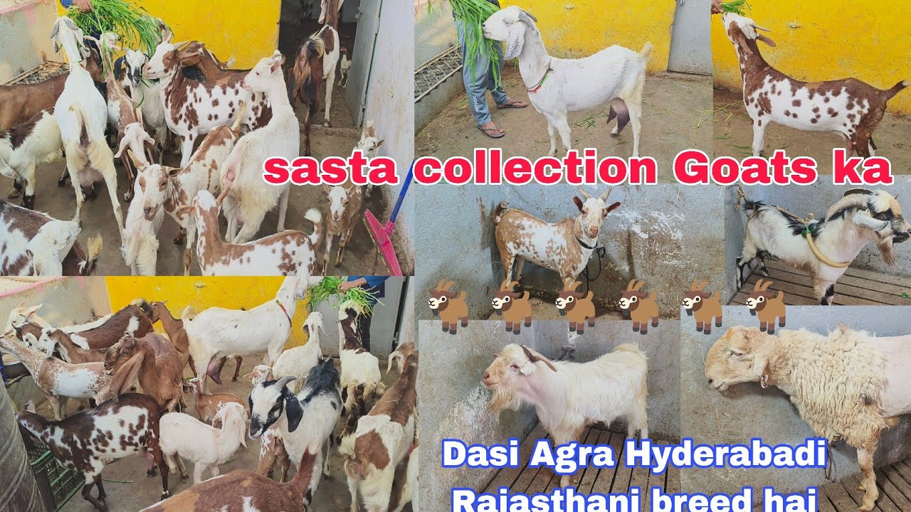 Bala lot hai desi bakriya our Agra ke female male.sheep available in Hyderabad