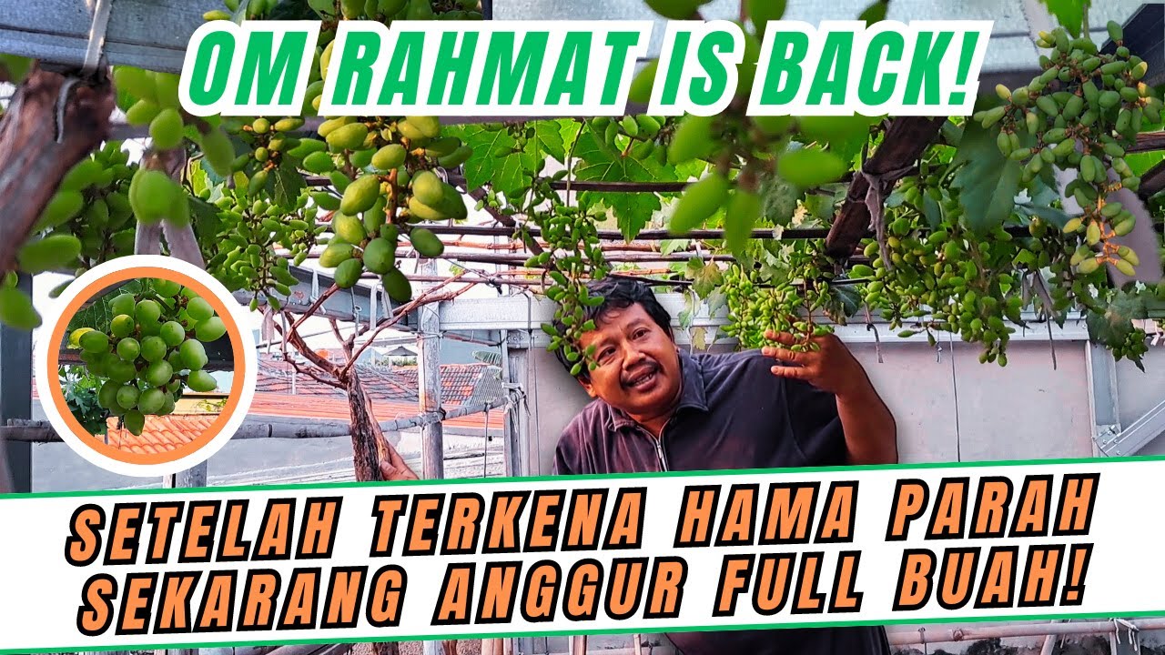 PANTANG MENYERAH! CARA AGAR POHON ANGGUR SEHAT SUBUR & BERBUAH KEMBALI SETELAH TERSERANG HAMA PARAH