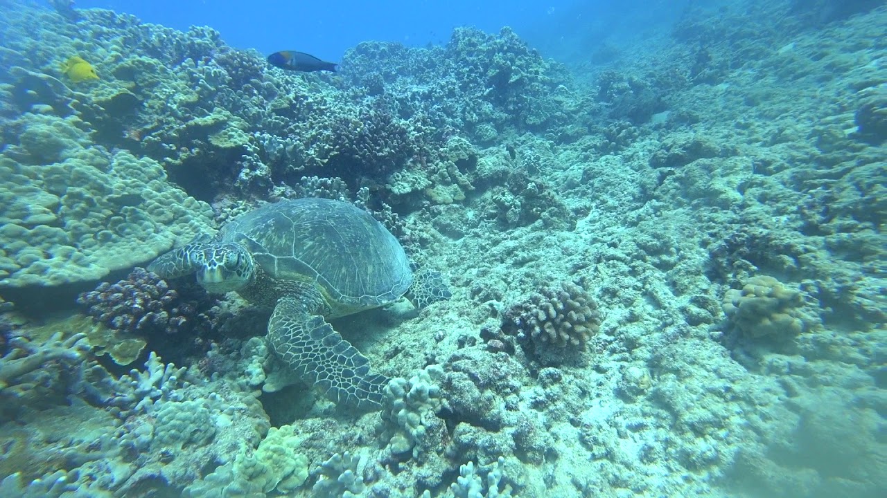 Scuba Dive in 171030 @Hawaii Oahu w/ Reef Pirates Diving (Shallow Reef Dive) - IV