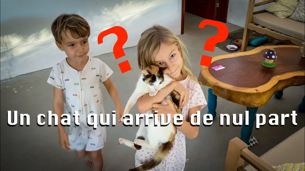 Un chat rentre dans notre vie + chouette journée bien chargée