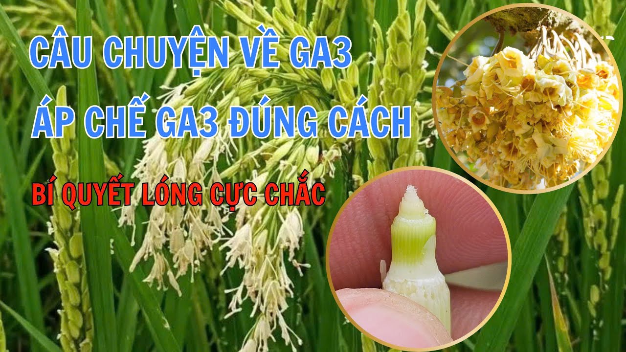 CNN| C&Acirc;U CHUYỆN VỀ GA3 - &Aacute;P CHẾ GA3 Đ&Uacute;NG C&Aacute;CH V&Agrave; B&Iacute; QUYẾT GI&Uacute;P L&Oacute;NG CỰC CHẮC