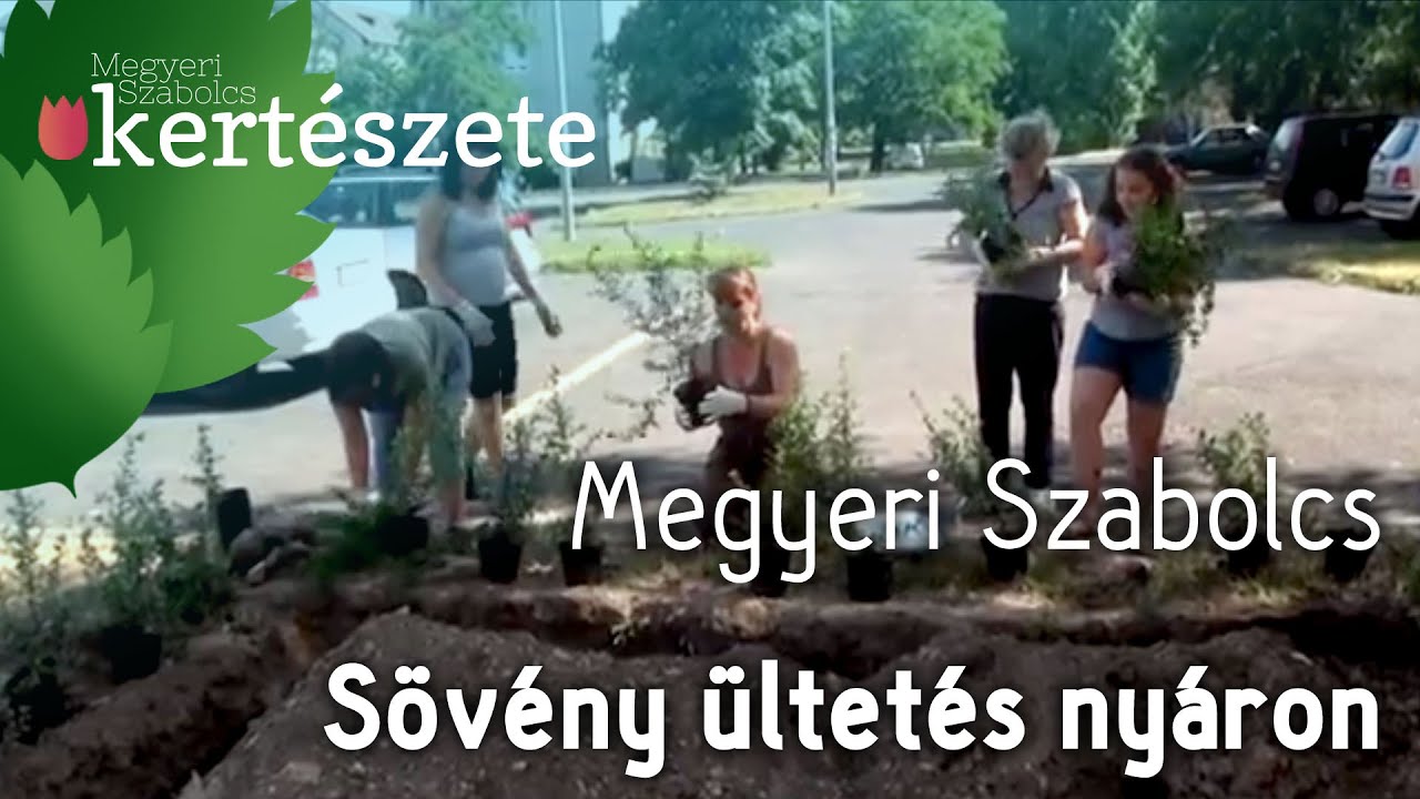 Sövény ültetés nyáron - Pyracantha coccinea - Tűztövis - Növényrendelés Megyeri Szabolcs