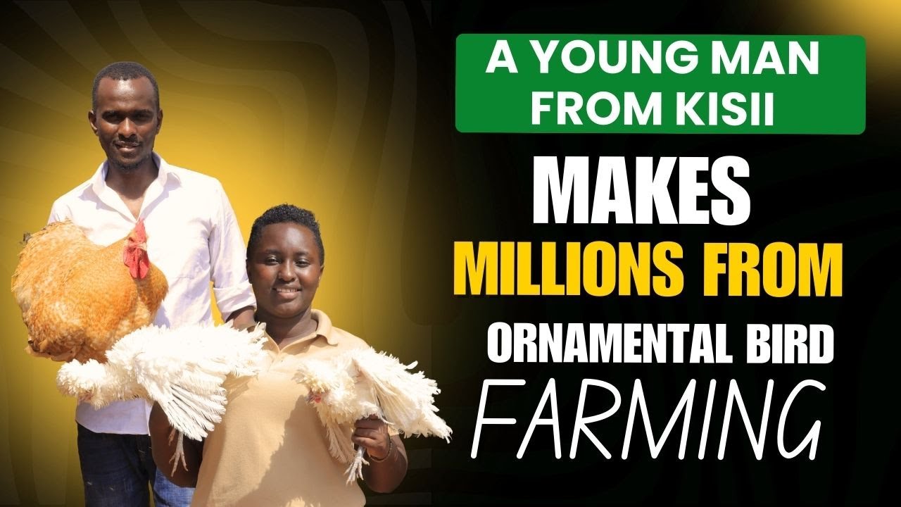 A YOUNG MAN FROM KISII MAKES MILLIONS FROM ORNAMENTAL BIRD FIRMING.#OrnamentalBirds #farmingsuccess