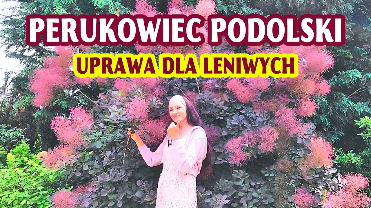 Bezobsługowa roślina dla leniwych  czyli arcypiękny perukowiec podolski - wszystko o jego uprawie!