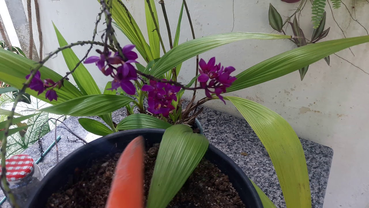VEJA A IMPORTÂNCIA DA MANUTENÇÃO DA ORQUÍDEA GRAPETTE