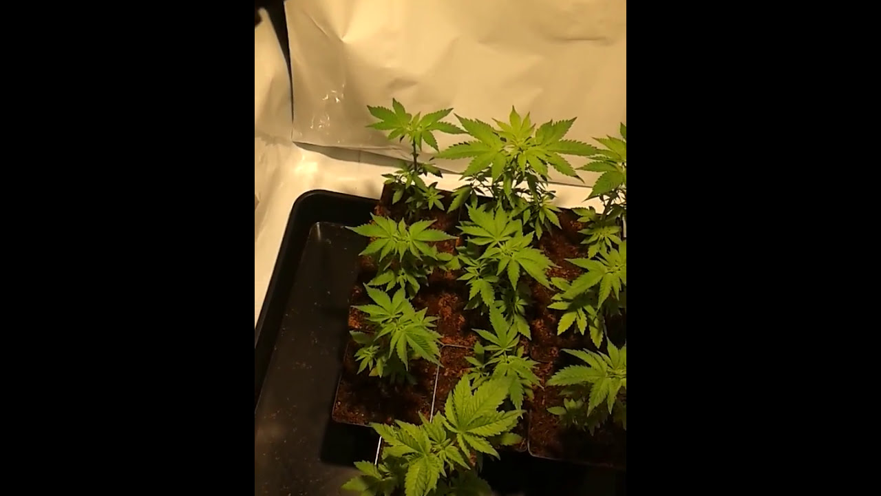 MIGRO 100 closet grow diary