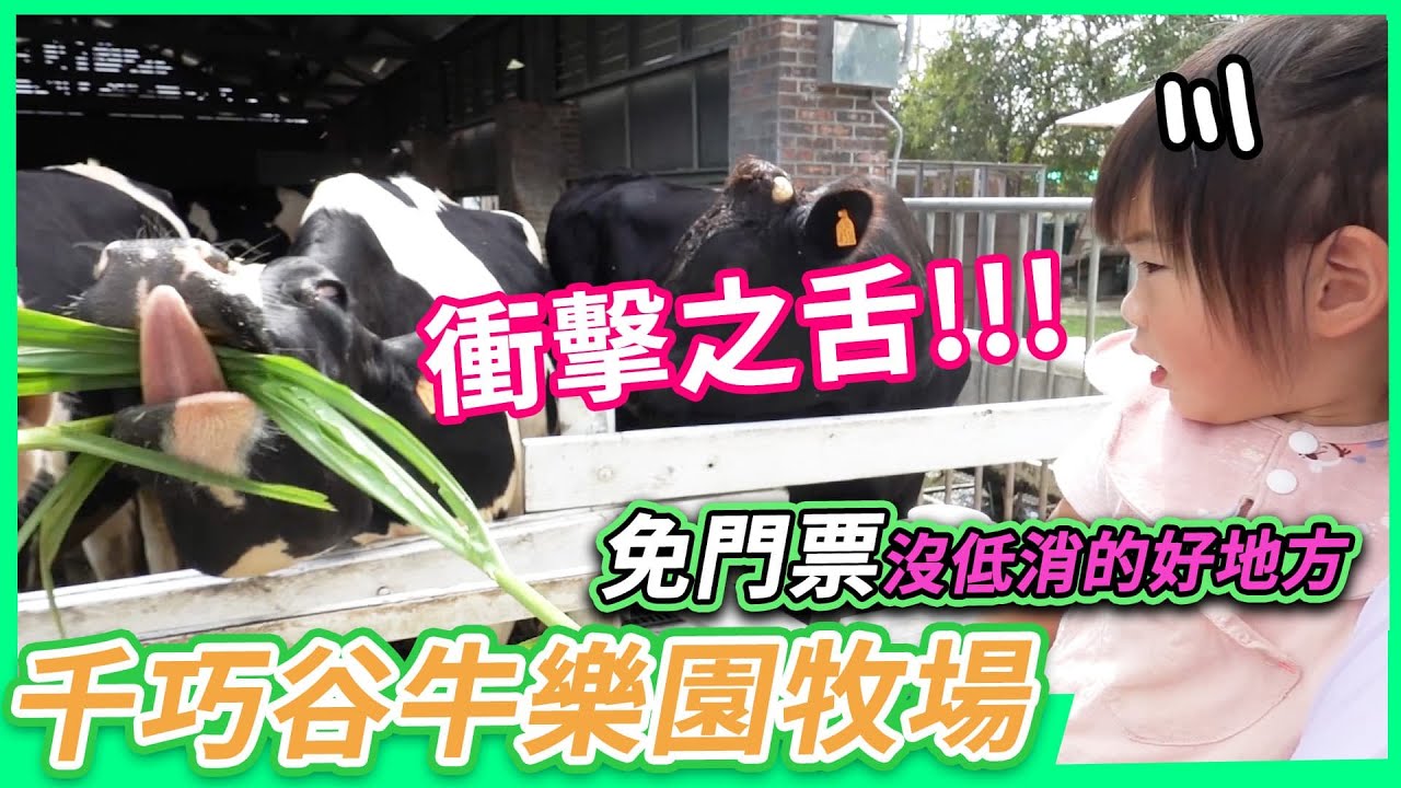 雲林崙背-千巧谷牛樂園牧場 | 免門票免停車費 | 餵牛餵魚還可以玩沙 | 在地酪農鮮奶製成的蛋糕奶酪