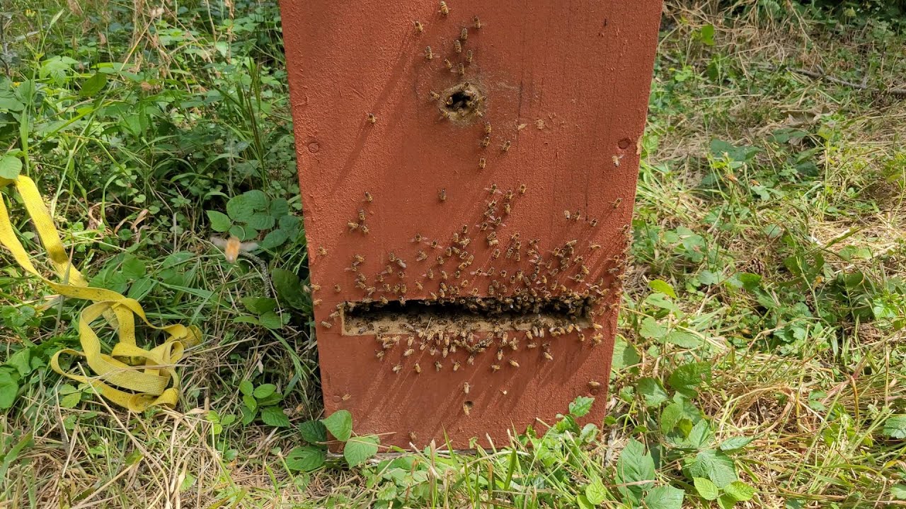 Récupération d'un essaimage et enruchage sur le rucher de Montgeron
