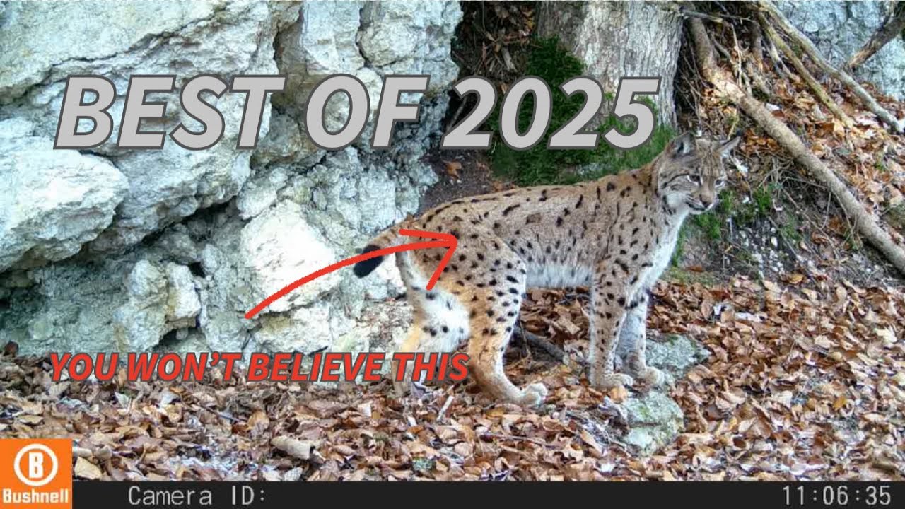 My Best Trail Camera Videos | 2025