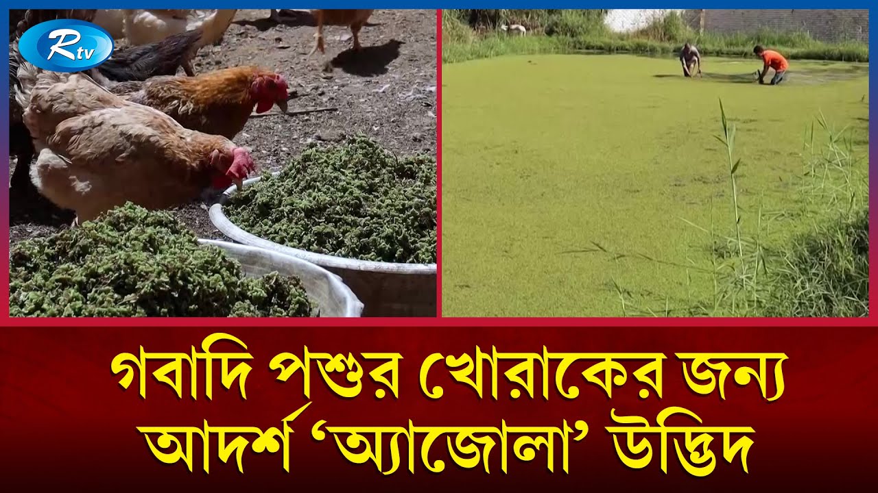 গবাদি পশুর খোরাকের জন্য আদর্শ 'অ্যাজোলা' উদ্ভিদ | MOSQUITO FERN | Azolla | Rtv News