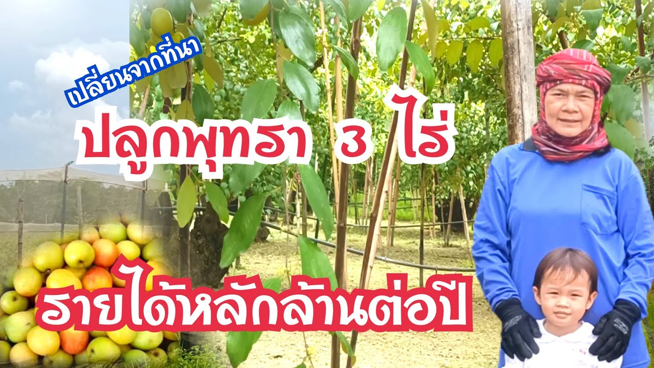 เปลี่ยนจากที่นามาปลูกพุทรา 3 ไร่! #รายได้ดีกว่าทำนา หลายเท่า บอกสูตรเทคนิคประสบการณ์ปลูกมากว่า 11 ปี
