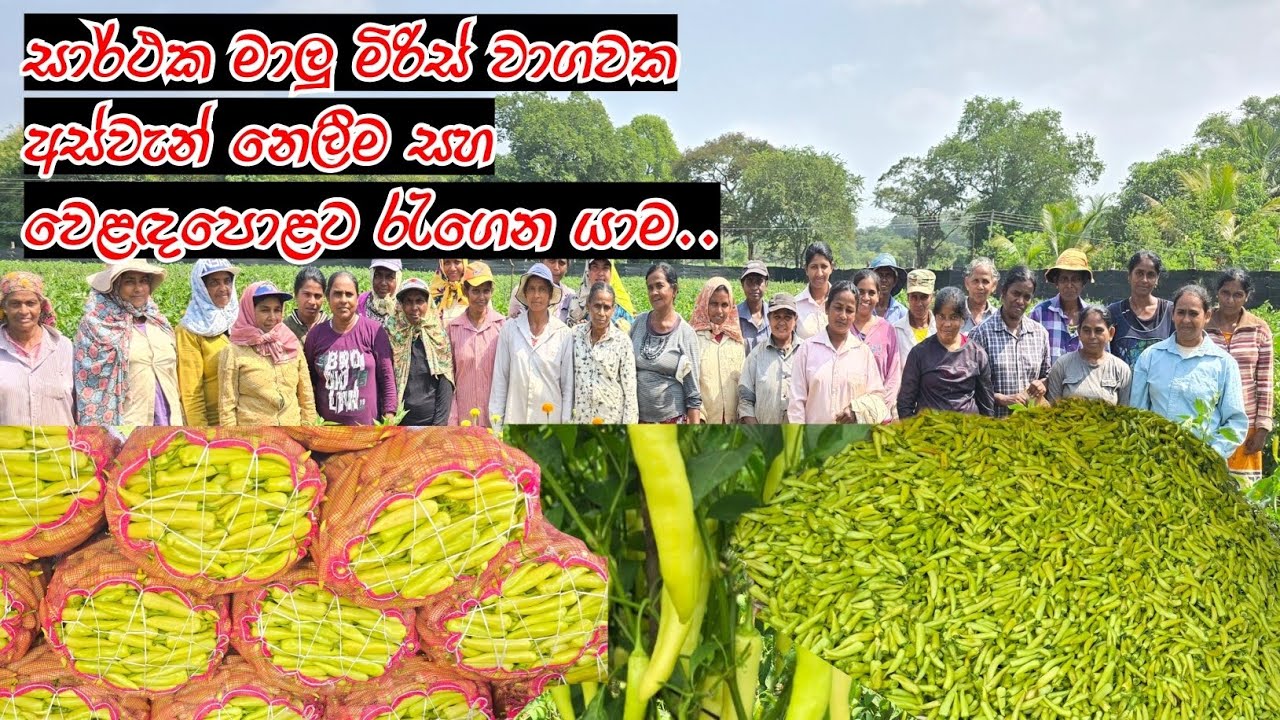 සාර්ථක මාලු මිරිස් වගාවක් කිරීමට බලාපොරොත්තුවන ගොවිමහතුන් සදහා..