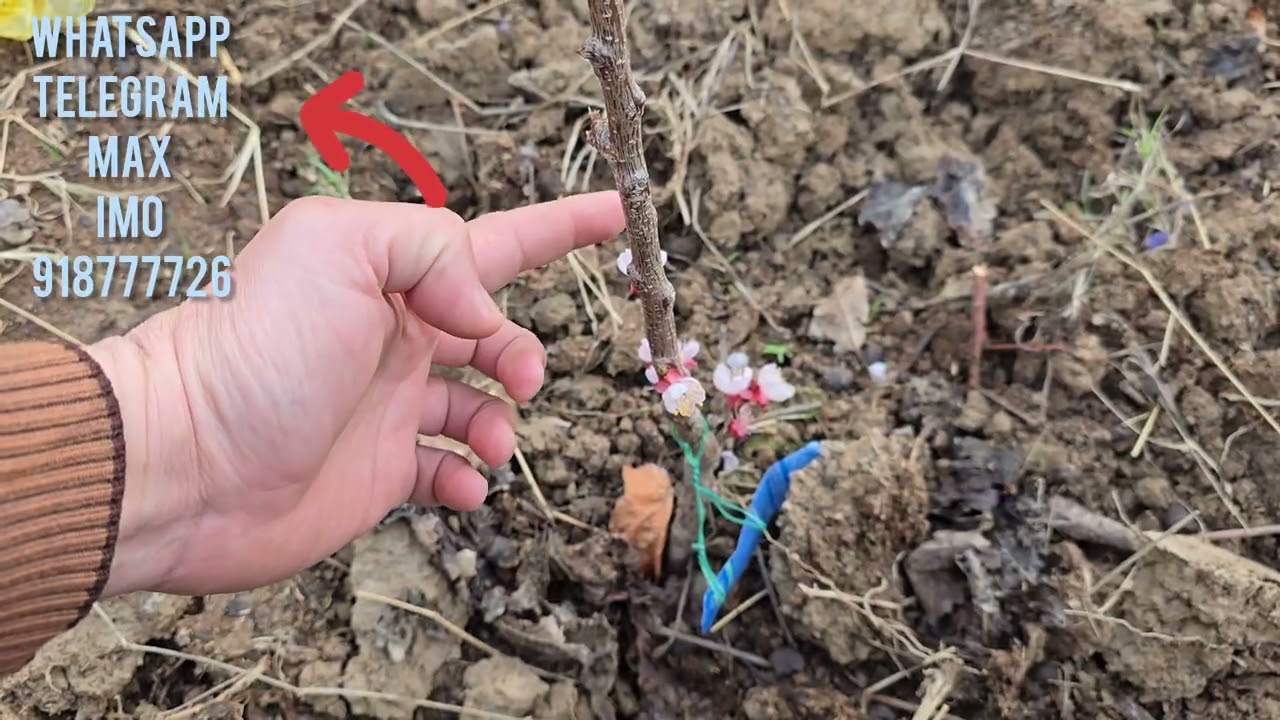То кай интизор мешавед🌱🍎🍑🍏🍅Имрӯз ниҳол шинонед — соли дигар ҳосили аввалини худро мегиред! 918777726