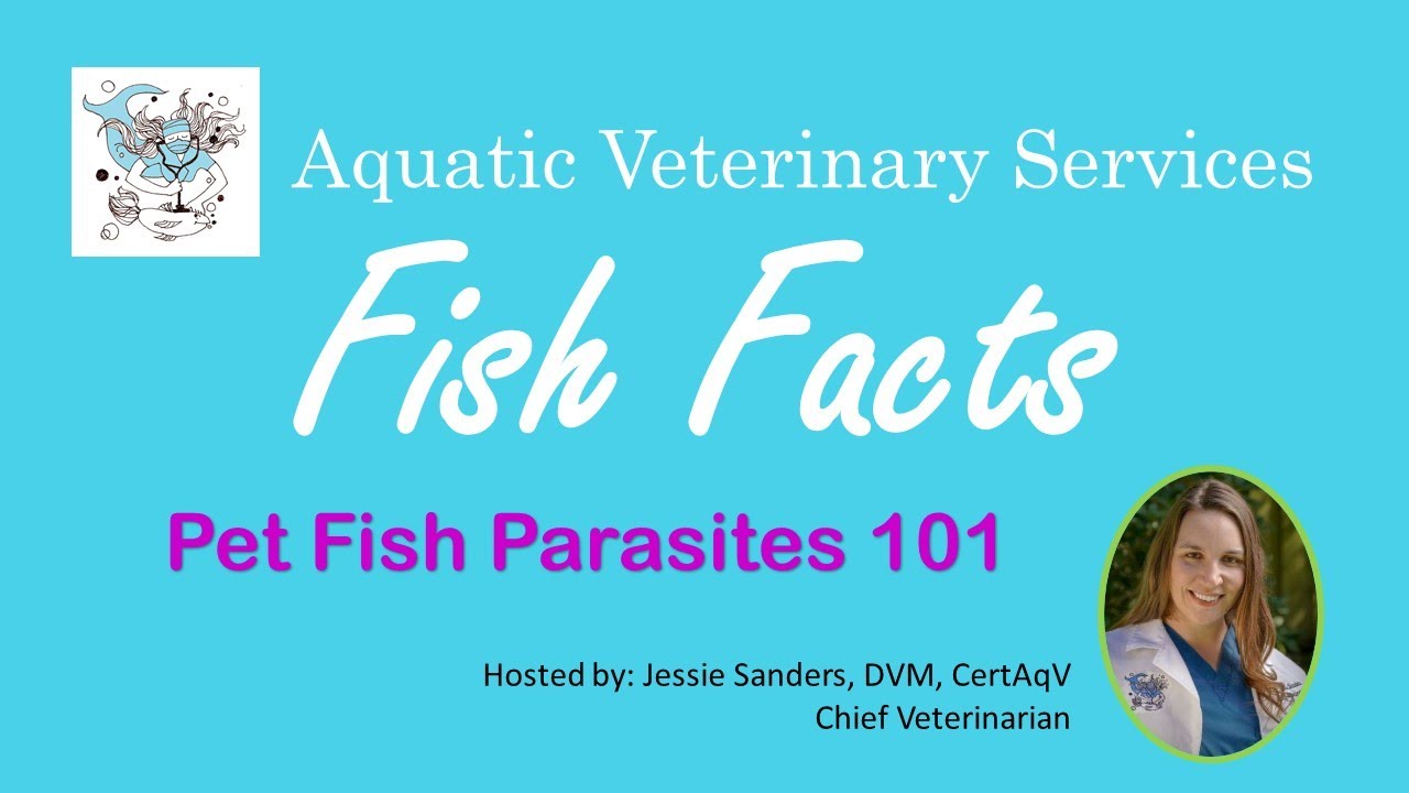 Pet Fish Parasites 101