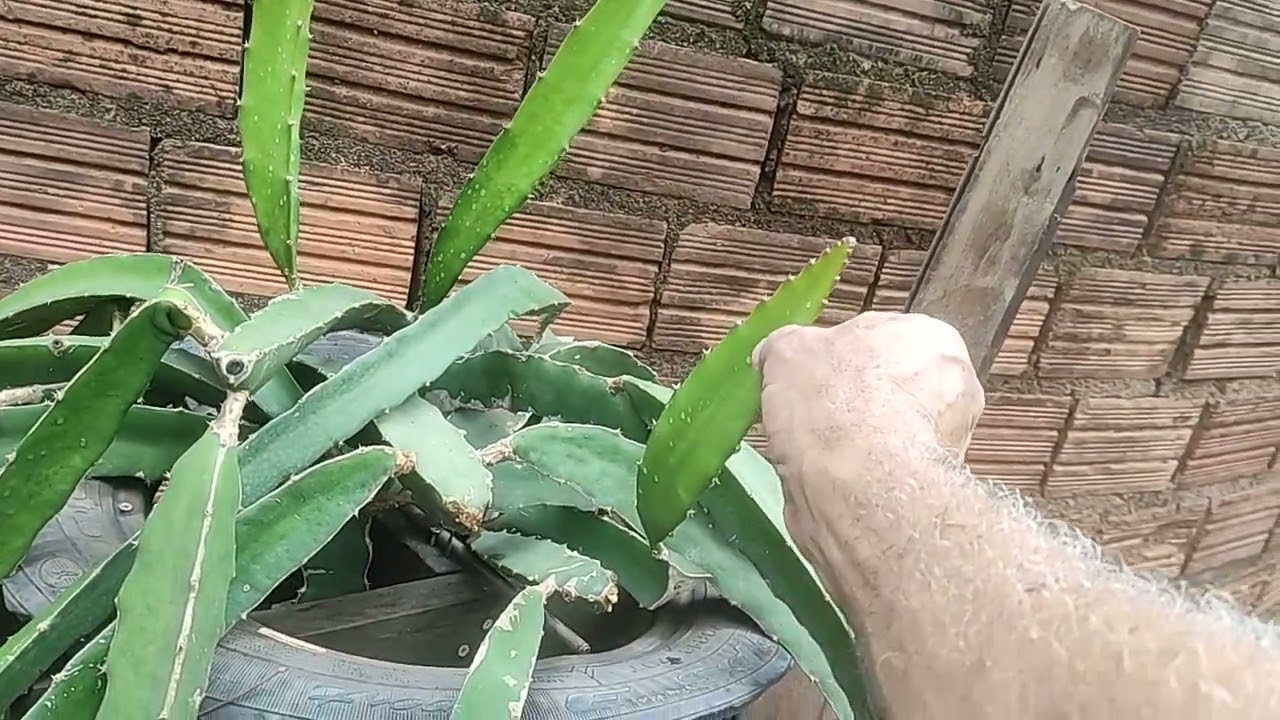 Pitaya de Polpa Vermelha