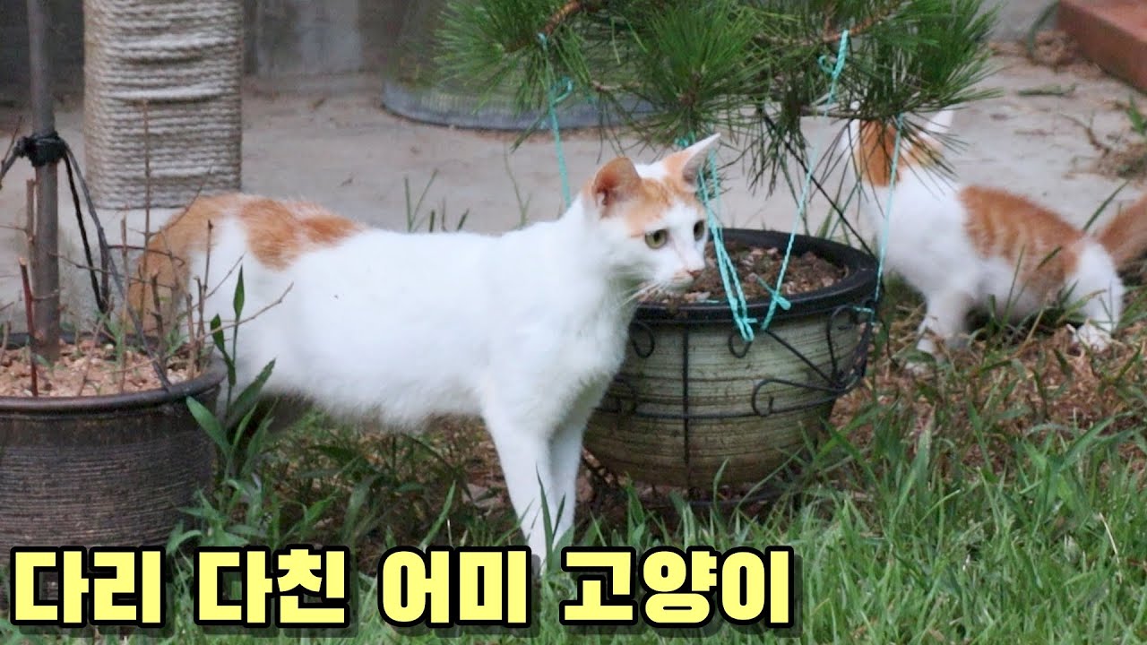 다리를 다쳐 절뚝이는 어린 어미 고양이 순둥이
