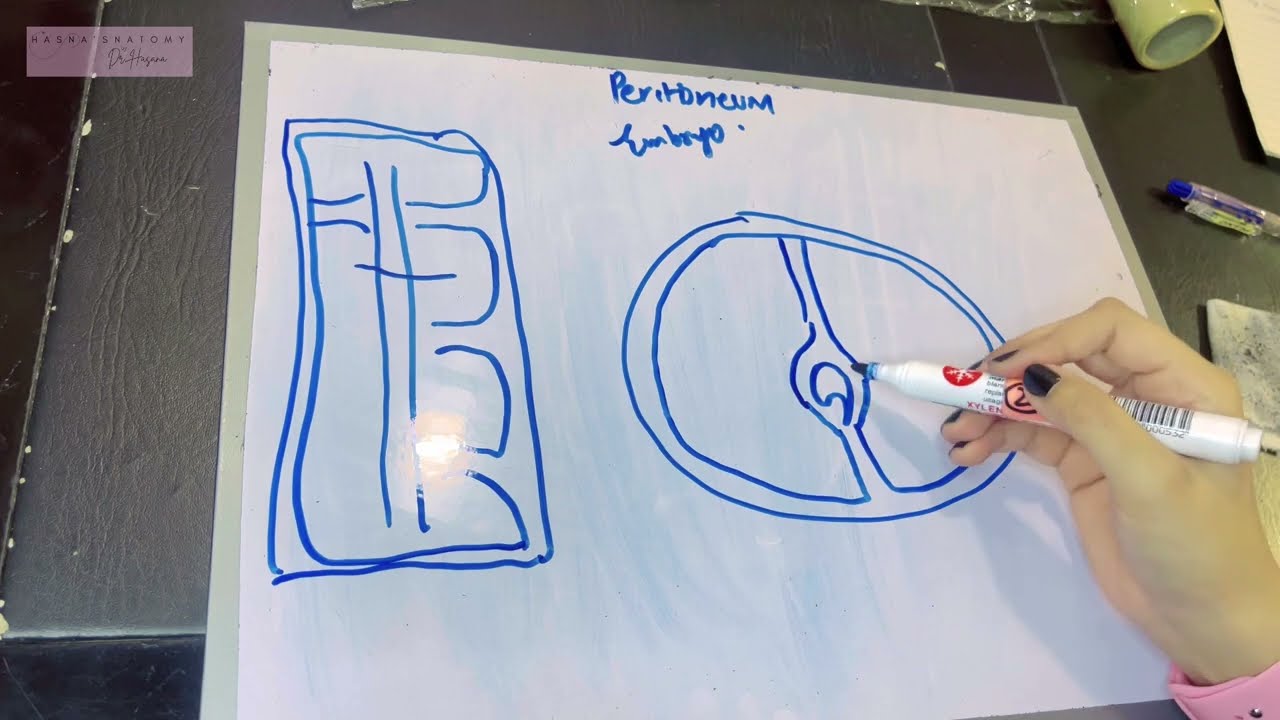 Development of Peritoneum | Embryo | How mesentery was formed #anatomy