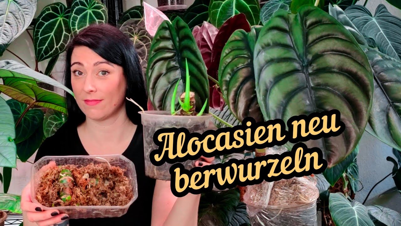Alocasia neu berwurzeln | wie ihr sie retten und vermehren k&ouml;nnt.