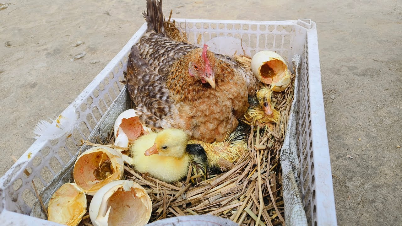 Вылупление лебединого яйца под наседкой у нас дома 🐔🦢 | Невероятный результат!