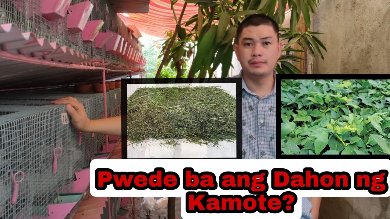 Dahon ng Kamote pamalit sa alfalfa Hay same effect nsa rabbit