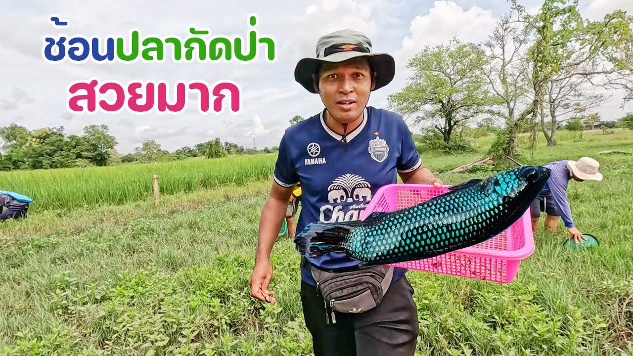 เกิดมา 40 ปี เพิ่งเคยช้อนปลากัดป่าในธรรมชาติ มันยังเหลืออยู่เหรอเนี่ย เยอะด้วย