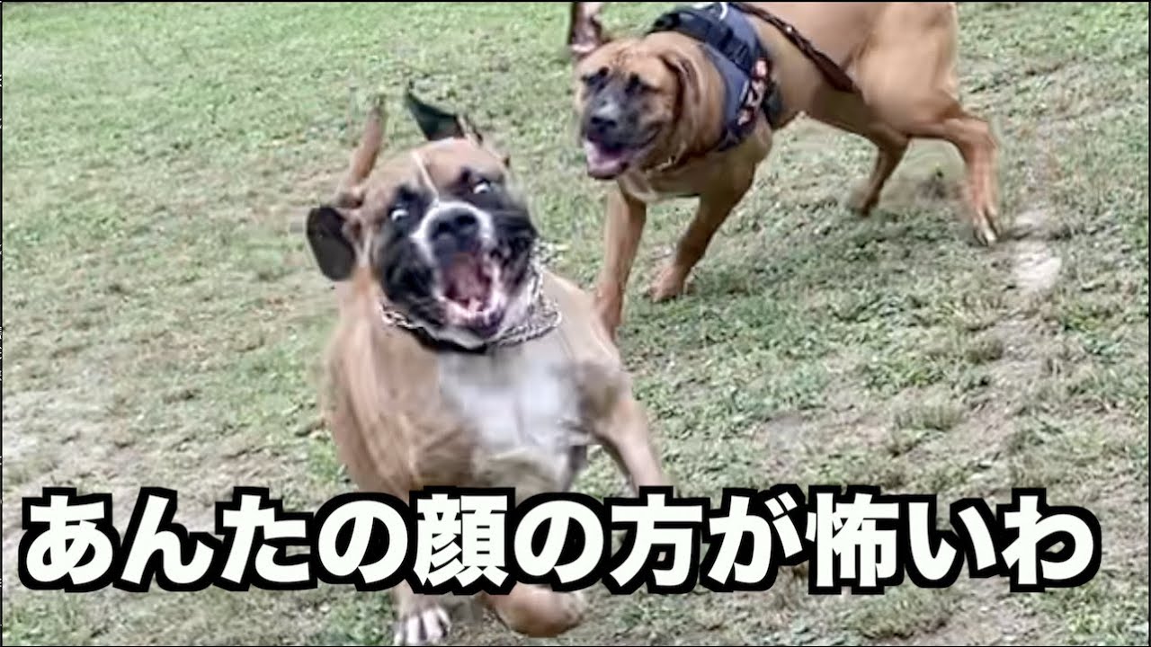 怖い大きな犬が追いかけてくる！