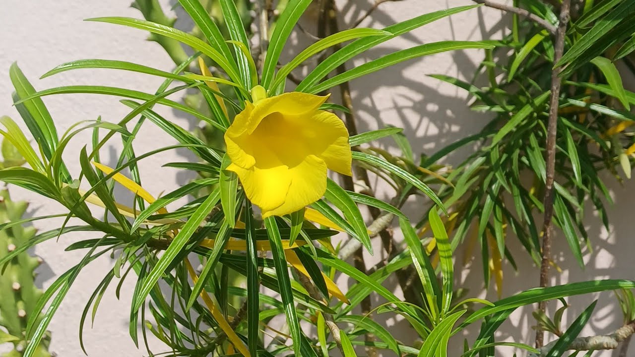 শুভ রাত্রি বন্ধুরা 🌼🌸🌼🌸