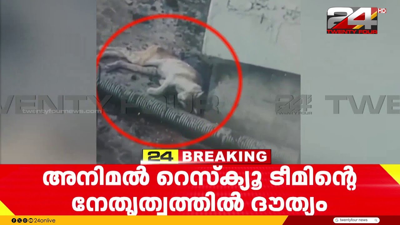 മെട്രോ പില്ലറിൽ കുടുങ്ങിയ പൂച്ചയെ പിടികൂടാൻ ഉള്ള ദൗത്യം പുനരാരംഭിച്ചു; പുതിയ ക്രെയിൻ എത്തിച്ചു