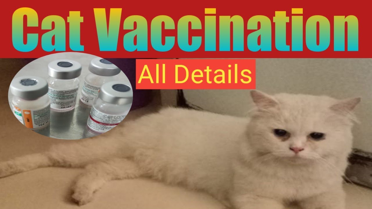 Cat Vaccination Schedule In Hindi / Kitten Vaccination Schedule/ Cat Vaccines Type/Doctor Pets