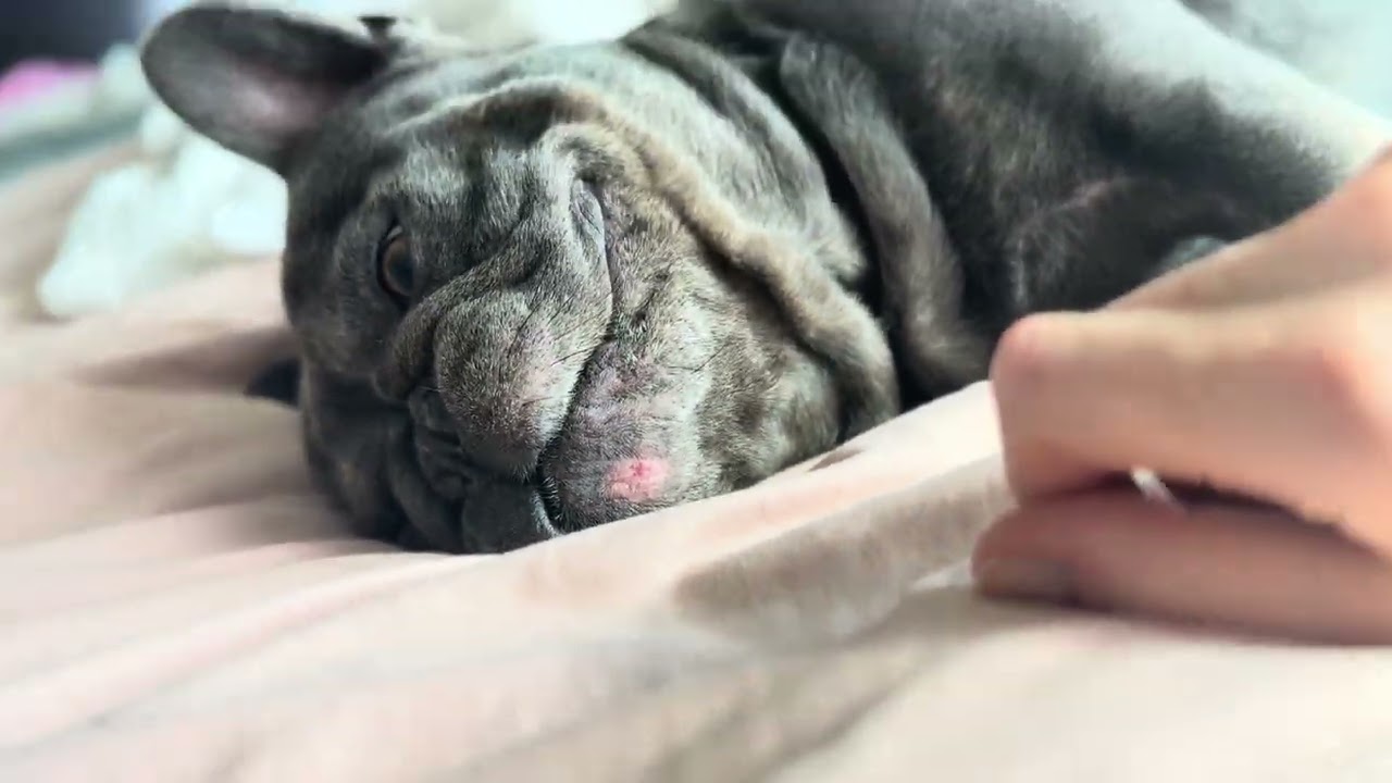 Teasing Mr. Scraggle Toof