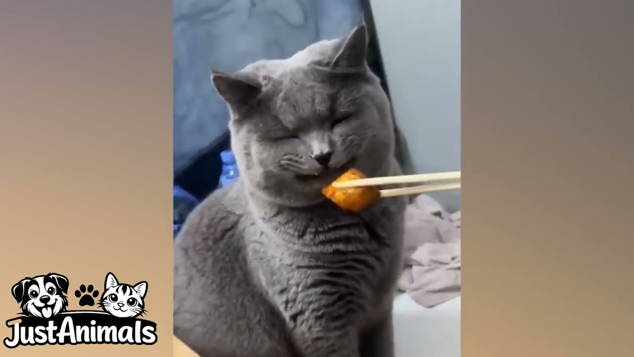 You Won’t Believe What These Cats Did 😱🐱