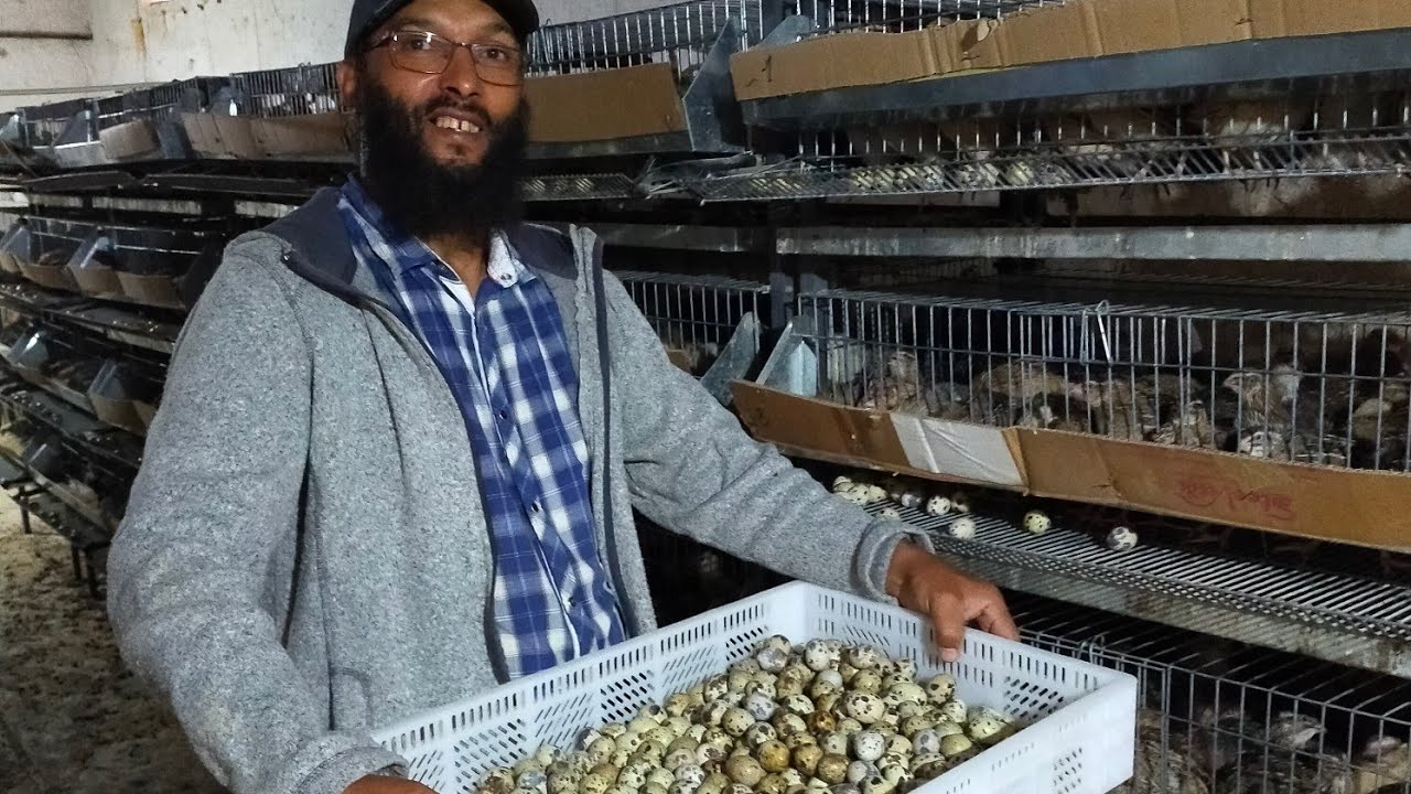 اليوم جبيت ليكوم الجديد باش تتعرفو على تربية طائر السمان  فرجة ممتعة