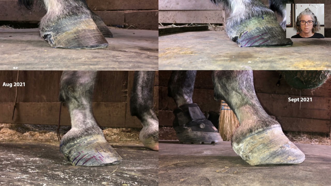Foundered Horse making a full recovery.