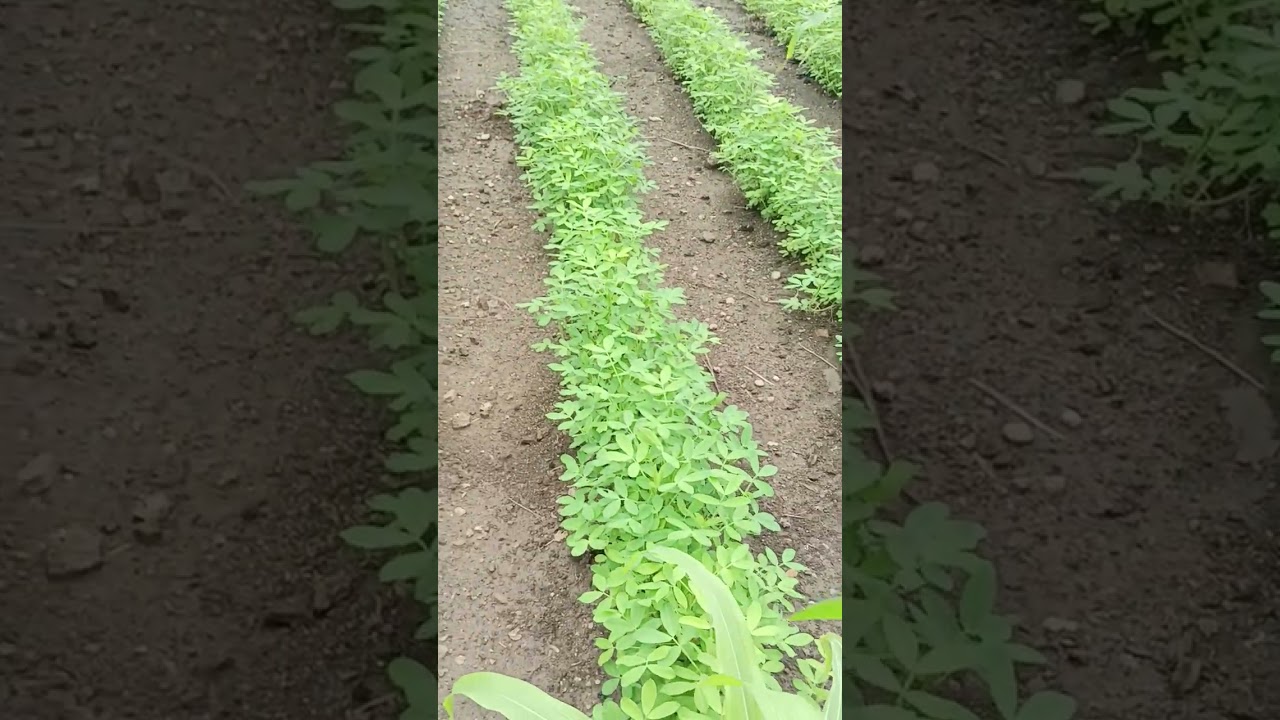 #farming #khedut #devbhumidwarka #porabadar #madavi #khetibadi
