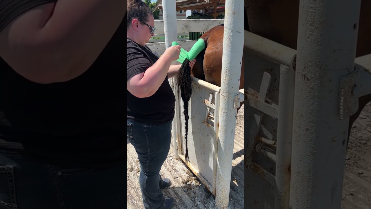 Penn Foster - Vet Tech - Skill 41 - Equine Tail Wrap