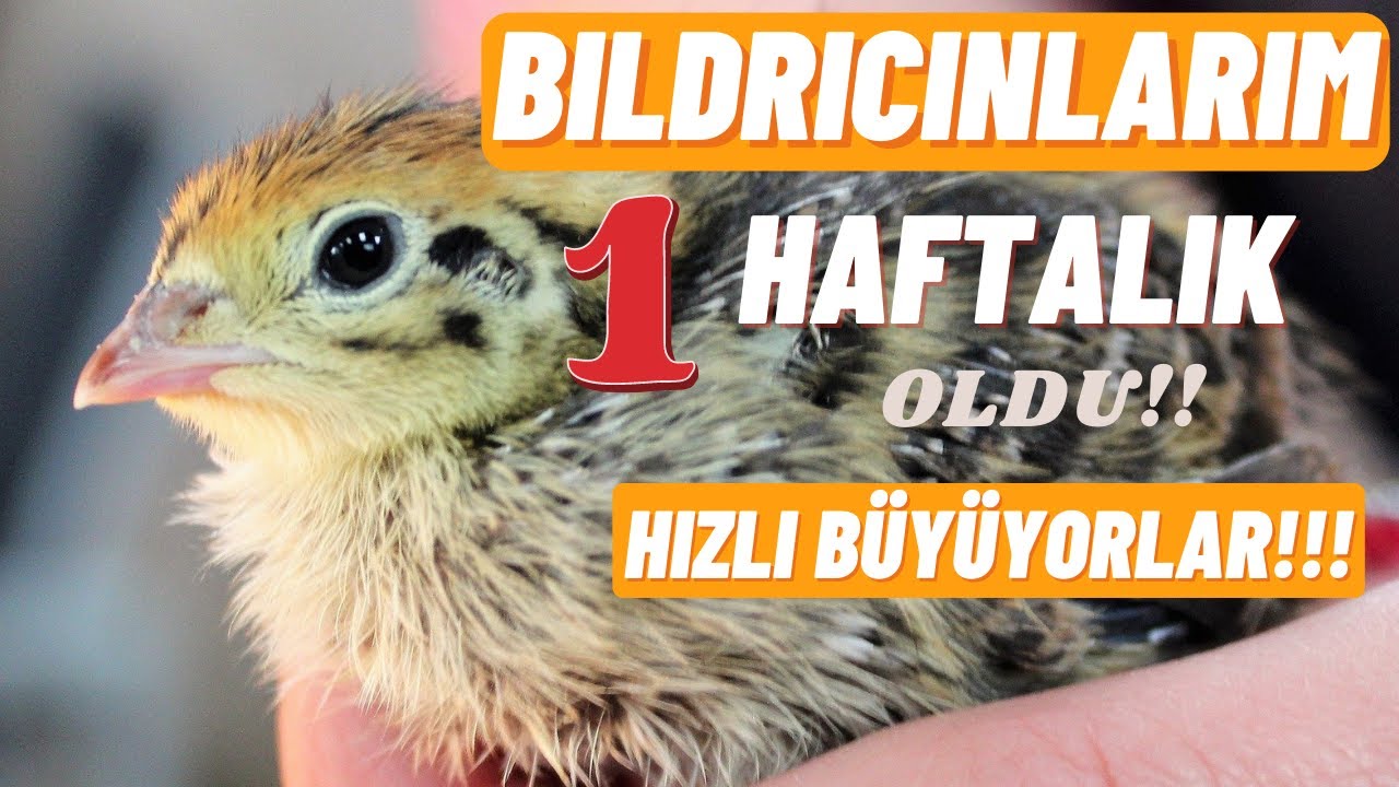 Bıldırcınlarım 1 Haftalık Oldu