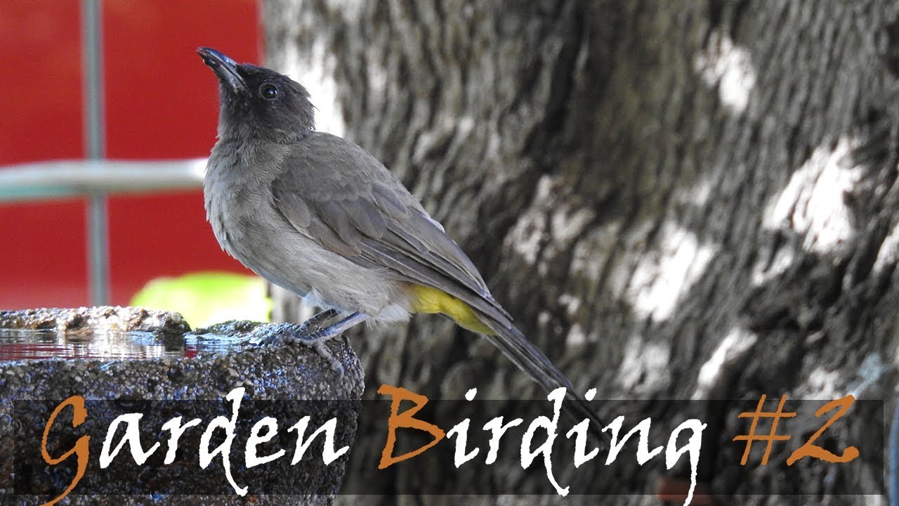 Common Garden Birds Of South Africa | Garden Birding | Stories Of The Kruger