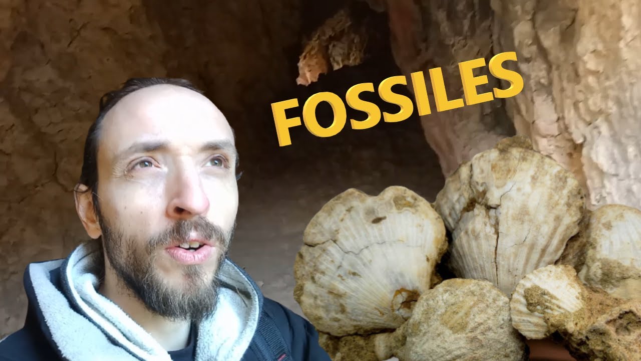 A la découverte de FOSSILES : il y en a partout