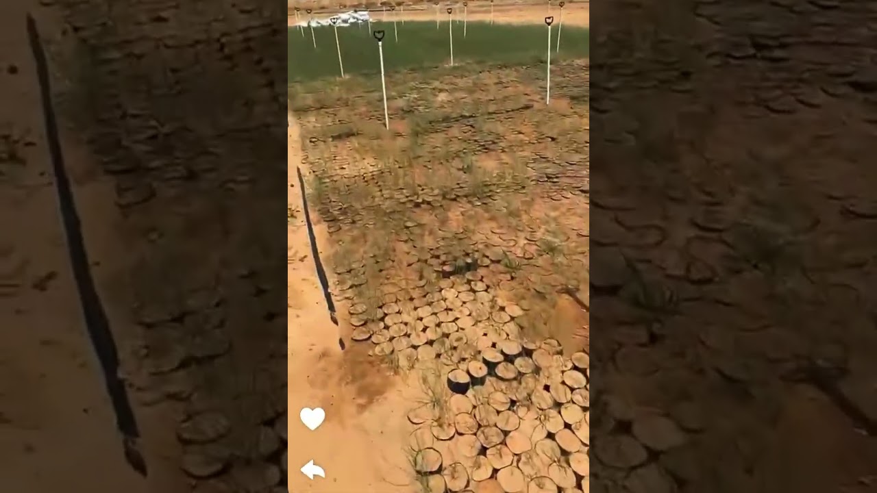 قوة الإنبات وضعف الإنبات 🌿🍃